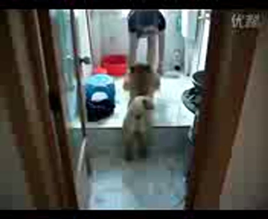 Hund stellt sich tot um kein Bad nehmen zu müssen