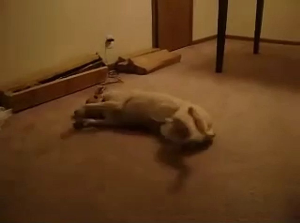 Hund träumt vom Laufen