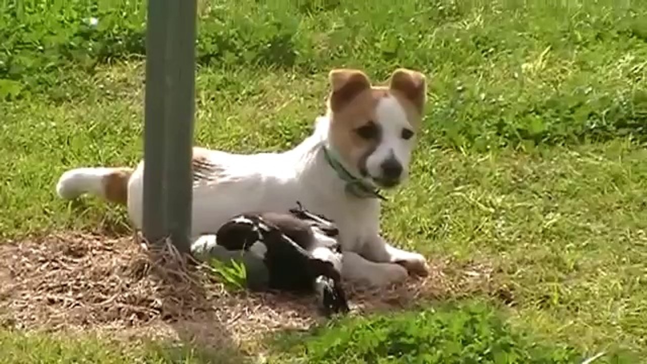 Hund und Elster sind beste Freunde