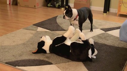 Un chien découvre une peluche