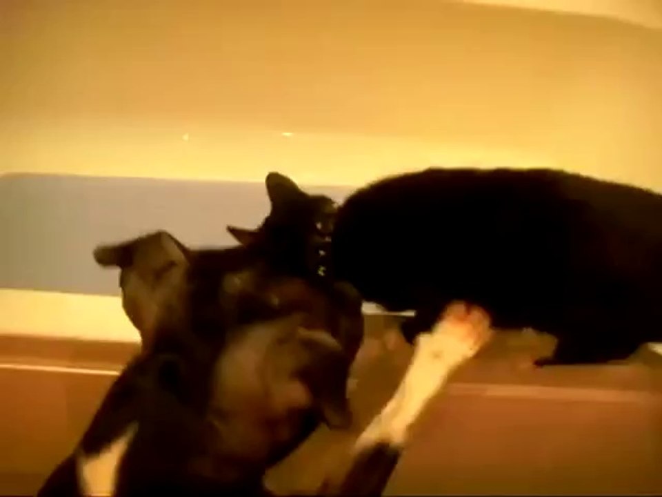 Hund und Katze im Badezimmer