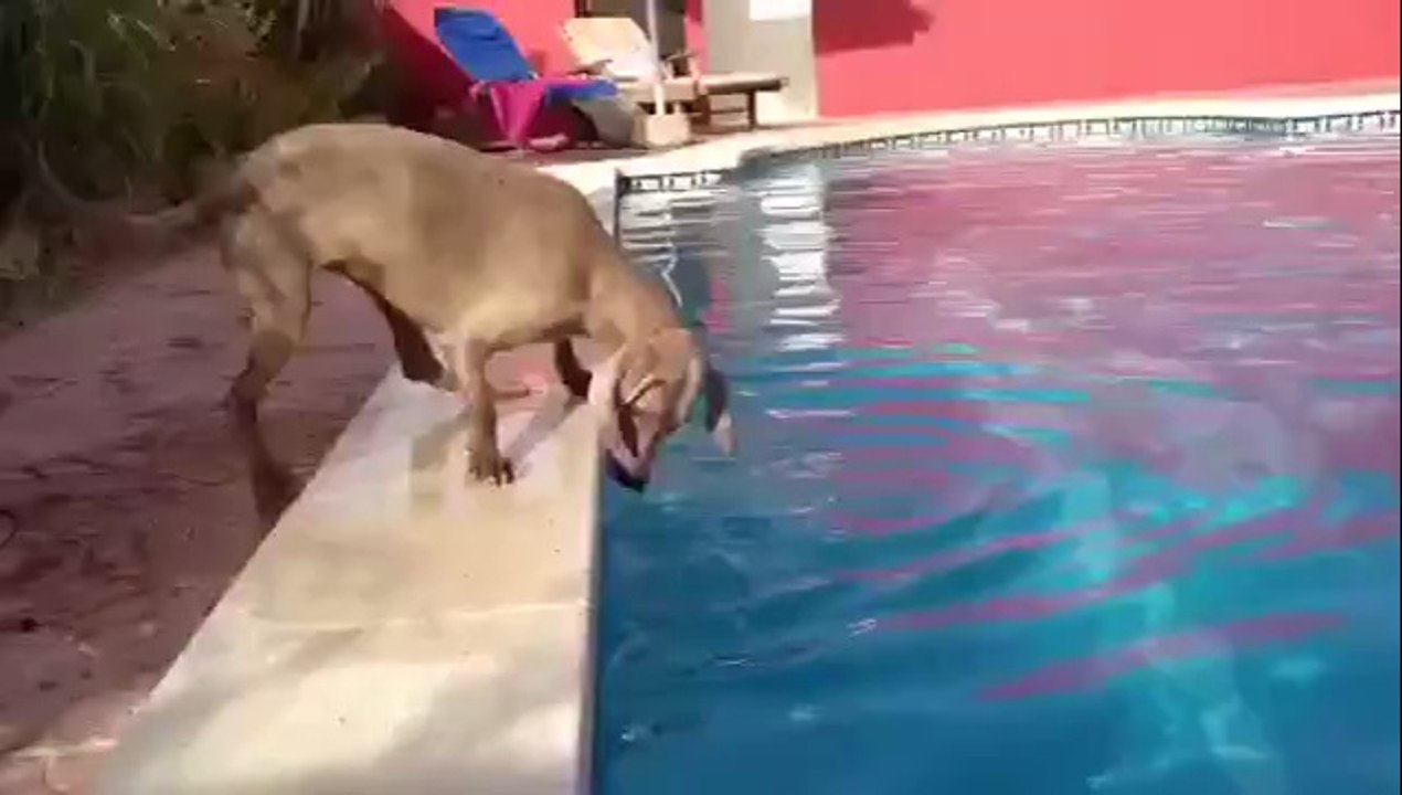 Hund will seine Frisbee ohne dabei nass zu werden