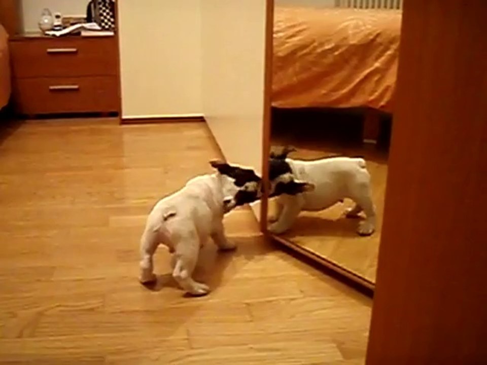 Hündchen sieht sich selbst im Spiegel