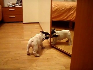 Hündchen sieht sich selbst im Spiegel