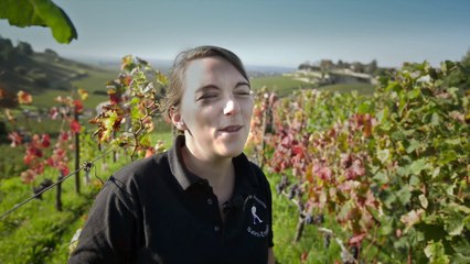 Les vendanges 2013 vues par les jeunes viticulteurs de Saint-Emilion