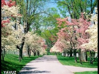 ZEKİ MÜREN-O BENİ BİR BAHAR AKŞAMI