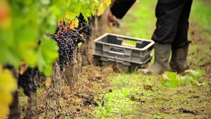 José Garcia nous parle des vendanges 2013 à Saint-Emilion