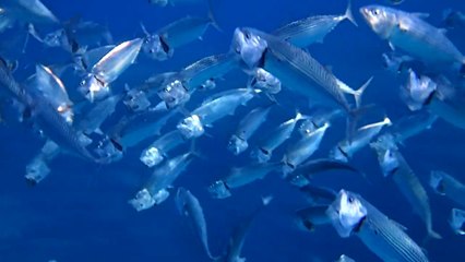 Silver mackerel fish