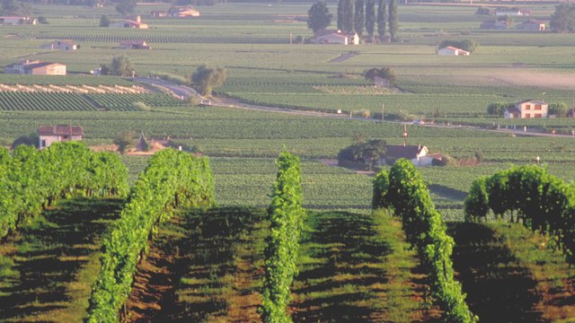 Saint-Émilion, des vins d'exception...