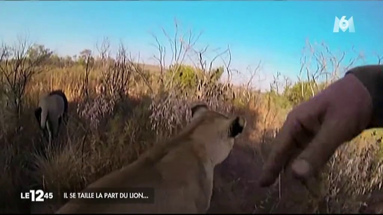 Ses amis sont des lions