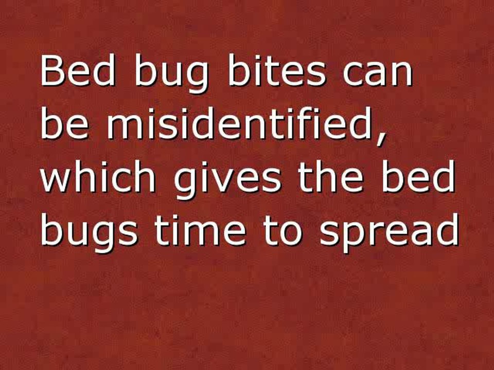bed bug bites