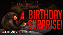 BIRTHDAY SURPRISE: 96 Year Old Discovers Dead Rat Baked into His Cake
