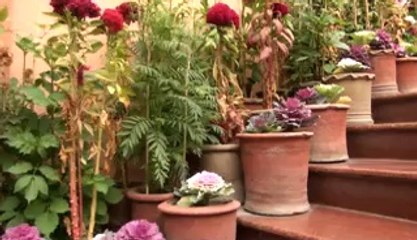 pinkish khan birthday