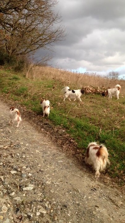 Les phalènes d'Anne