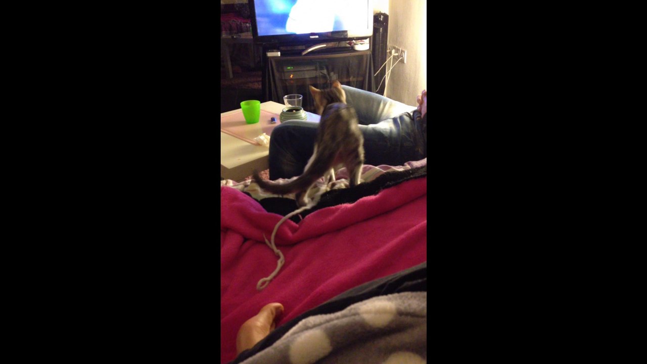 CHANTAL le chat qui ecoute