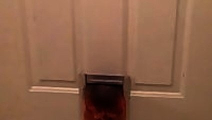 Fat Cat Squeezes Through Small Doggie Door