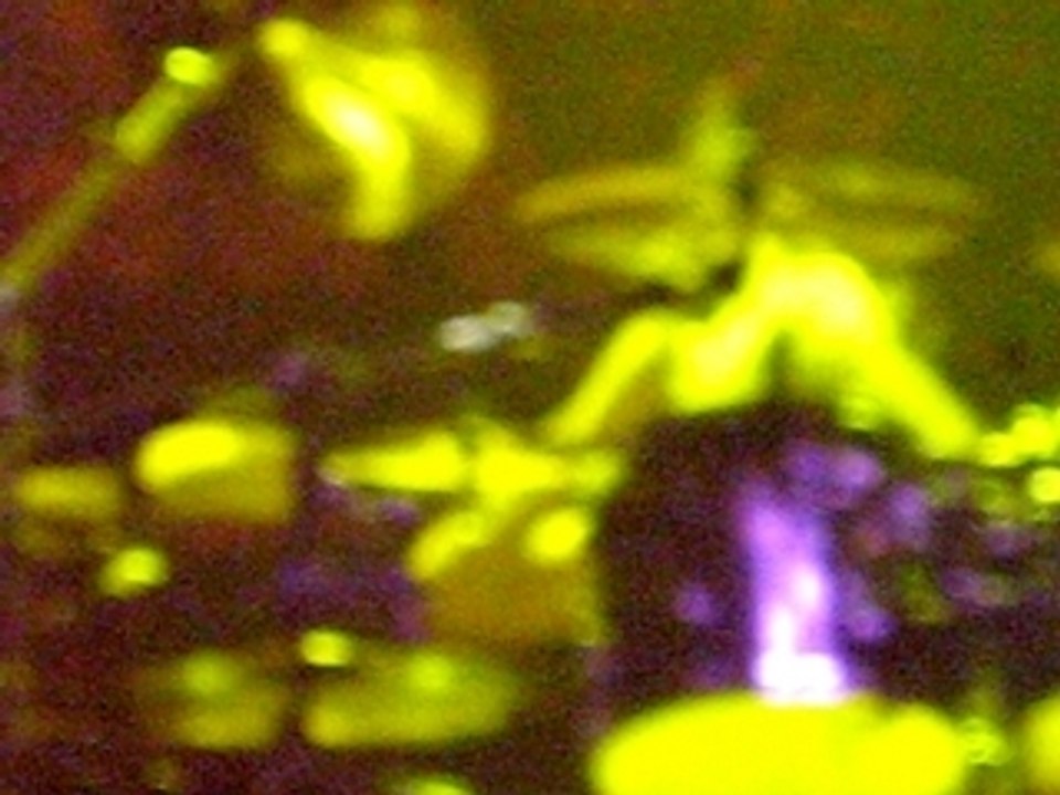 Motorhead live zenith 07/12/06