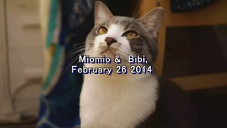 Miomio &　Bibi,February 26 2014