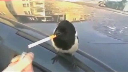 Videos de Risa: La urraca fumeta (tepillao.com)