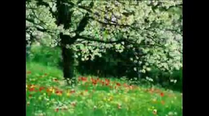 ANOTHER DAY IN PARADISE - Arr. & Played- Thanh-Nha