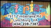 Dogs & Cats For Sale In Virginia | Petopia Lynchburg VA