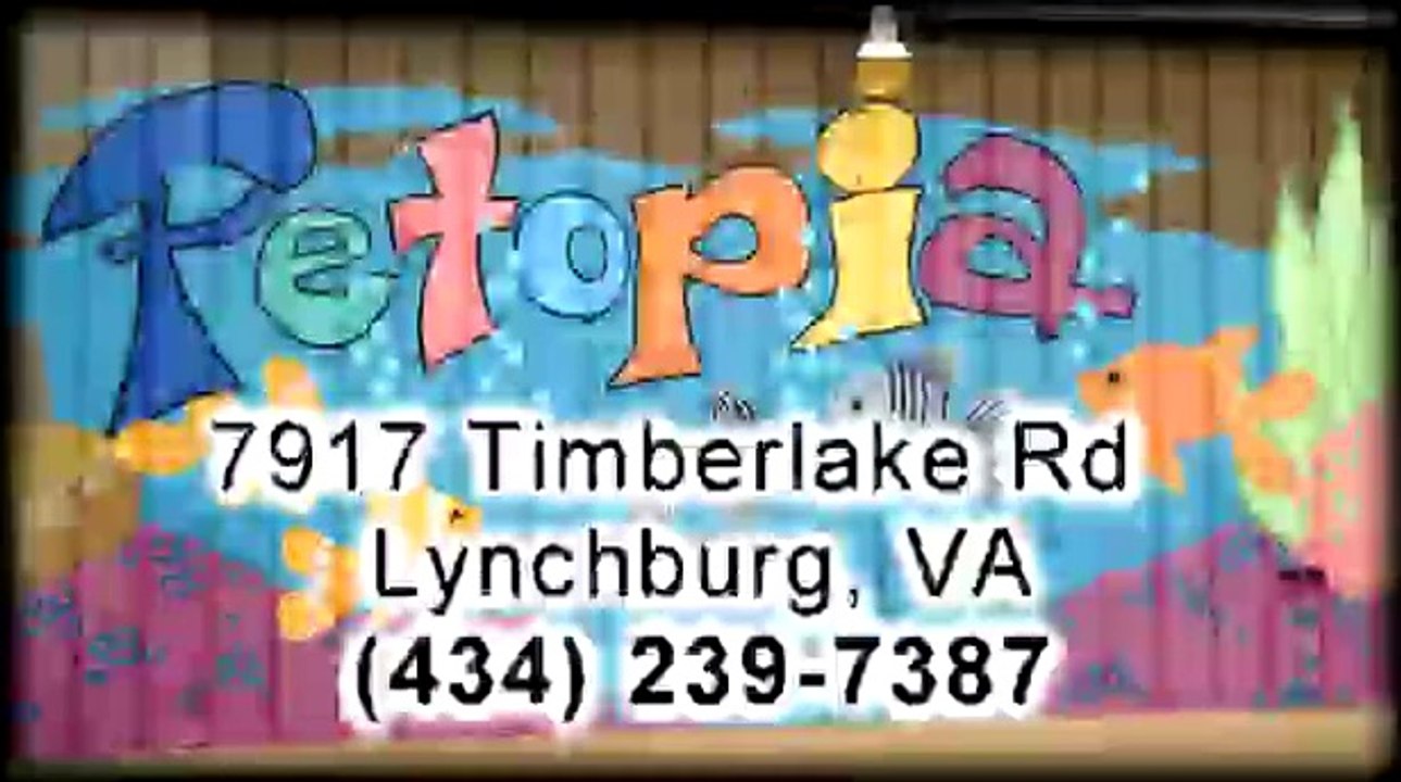 Dogs & Cats For Sale In Virginia | Petopia Lynchburg VA