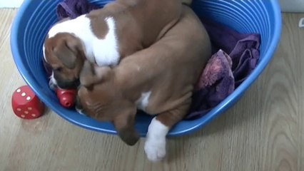 96ème vidéo Dans le parc de la salle avec la 14ème portée de Staffordland