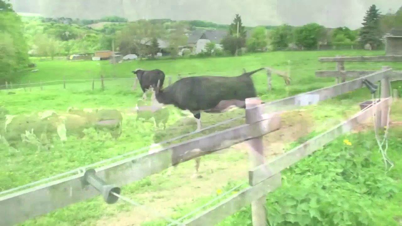 Happy Cows - Kuhrettung Rhein Berg Online Advert