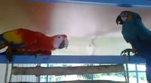 Parrot brids video