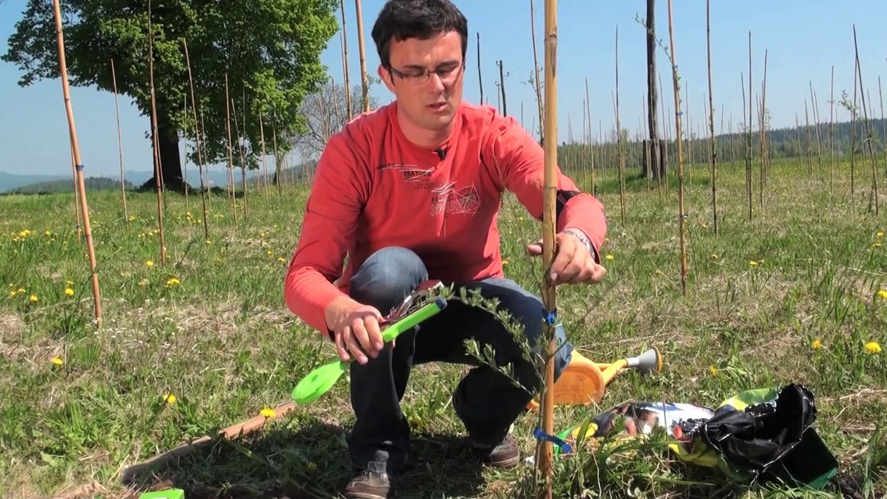 Goji berry  Fidan Dikim  videosu