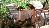 Parrot brids video