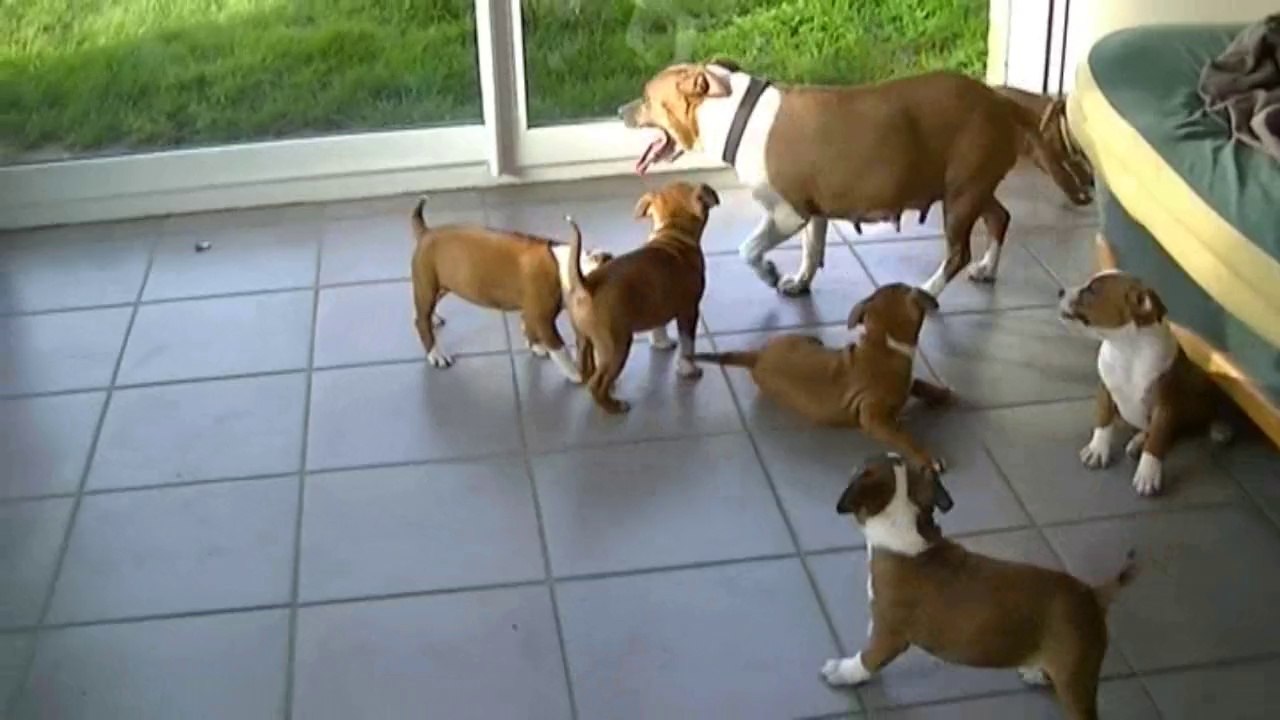 100ème vidéo La maman et ses petits staffies de la 14ème portée de Staffordland 2.2