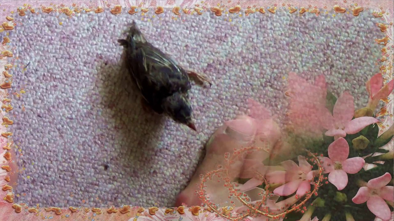 Attaqué par un Moineau Domestique (Bandi)