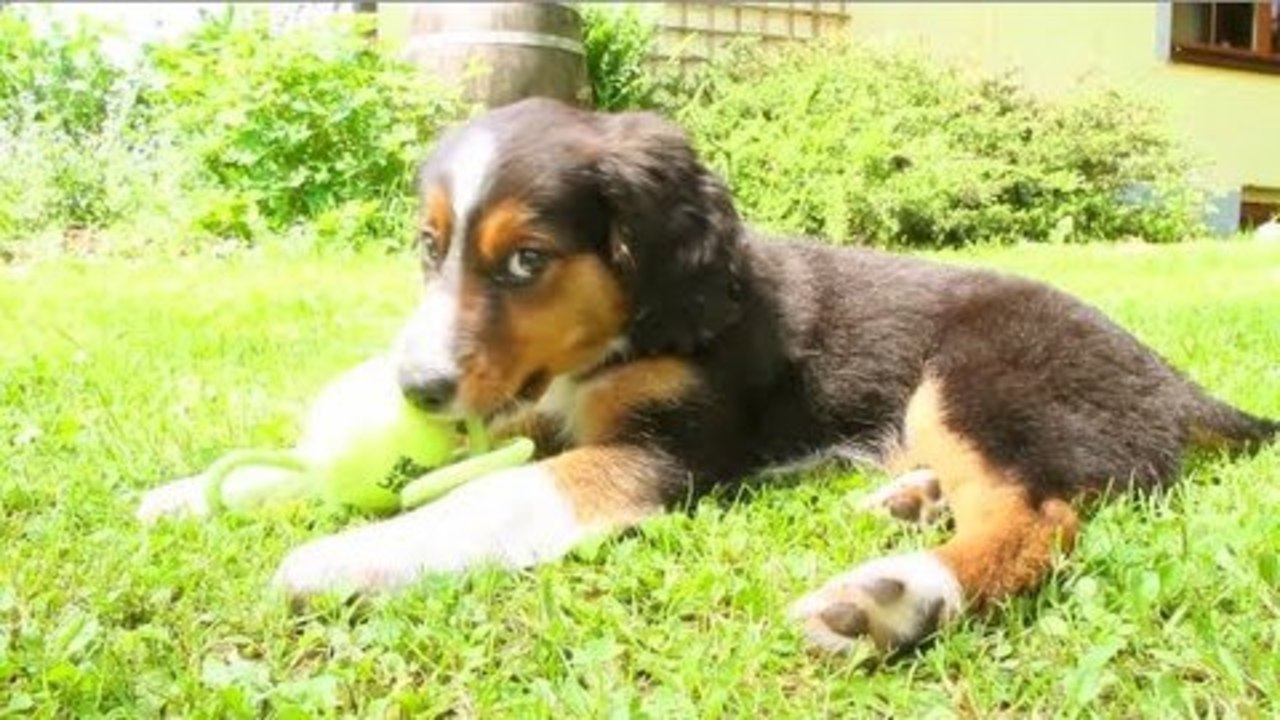Cutest Puppy Video Ever !!! - Test Eos 7D with new Firmware and Fig Rig / MyGunFreak`s Channel