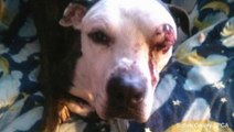 Pitbull Survives After Being Thrown From Moving Vehicle