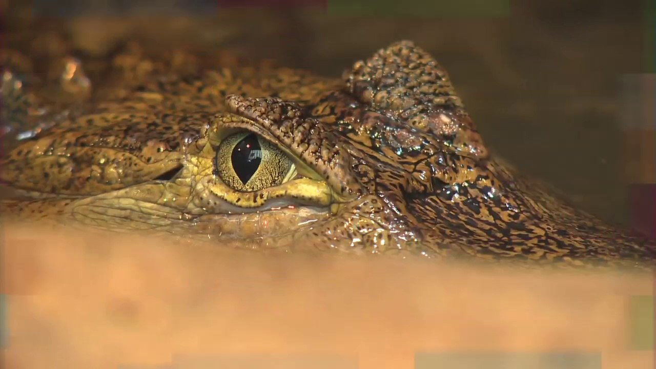 Phobies, stress, anxiété. Gérer ses peurs au quotidien