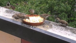 Moineaux et Mésanges sur mon Balcon