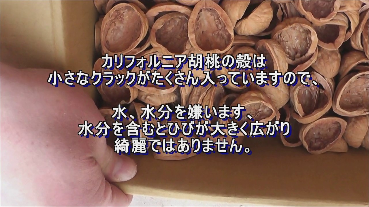 カリフォルニアくるみ,綺麗,上手な,くるみ,クルミ,割り方,殻付きクルミ,How to break clean walnut