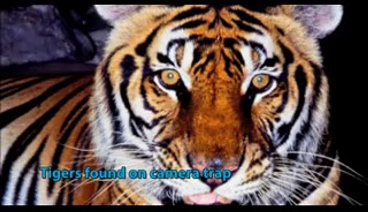 WWF Thailand