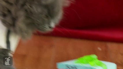 'Ghostbusters' Recreated By Kittens -  tribute to Harold Ramis