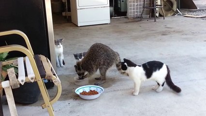 Raccoon eating cats' food