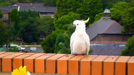 amazing Parrot brids world's Videos_2