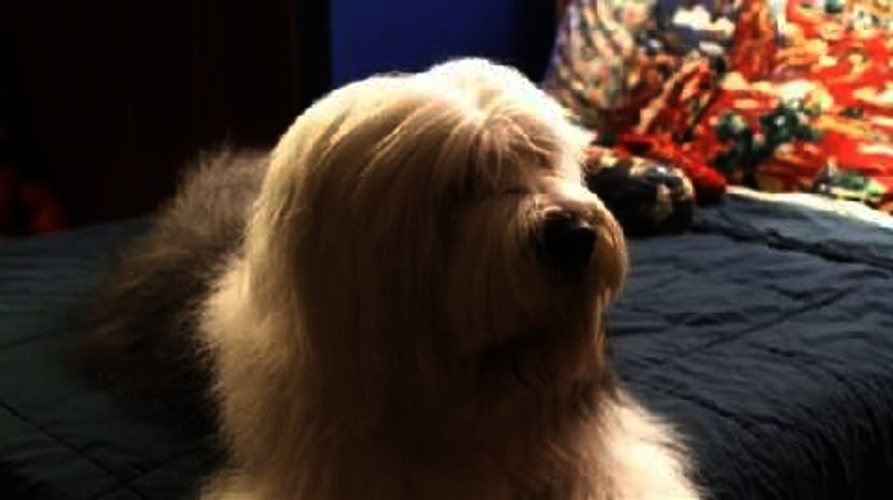 Albert Der unsichtbare Hund - Trailer (Deutsch)