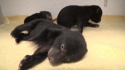 Black Bear Cubs Are Freaking Adorable