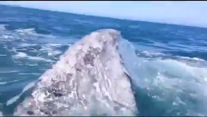 Une fille frappée par une baleine! Slap in the face..