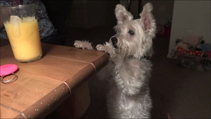 Yoda the funny bunny dog - cutest dog in Ohio