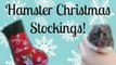 Hamster Christmas Stockings | Vlogs
