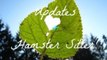 Updates + Hamster Sitter? | Vlogs