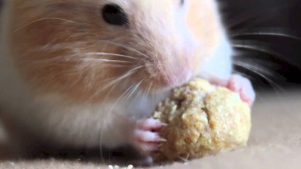 om nom nom all day long with Wasabi!