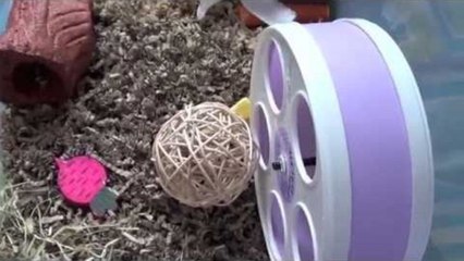 CAGE TOURS | January 2013